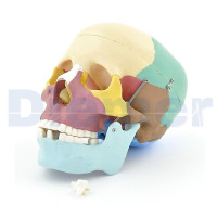 Craneo Anatomico Clasic Multicolor